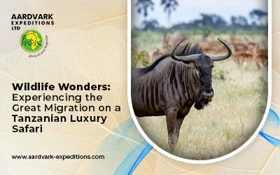 Wildlife Wonders: Experiencing the Great Migration on a Tanzanian Luxury Safari
