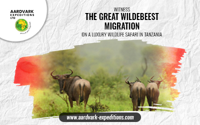 Witness the Great Wildebeest Migration on a Luxury Wildlife Safari in Tanzania
