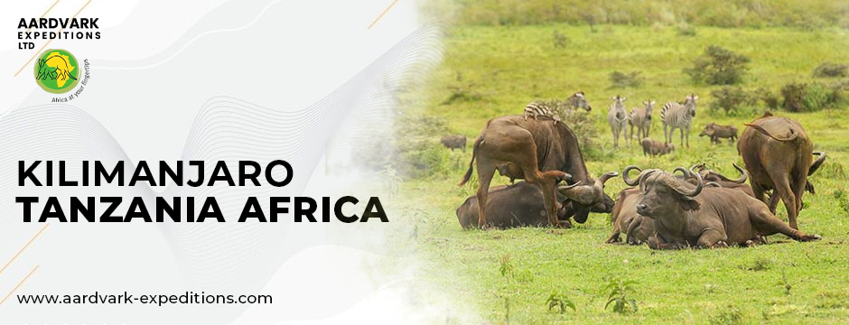 kilimanjaro tanzania africa