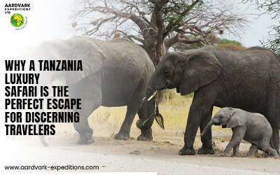 Why a Tanzania Luxury Safari Is the Perfect Escape for Discerning Travelers